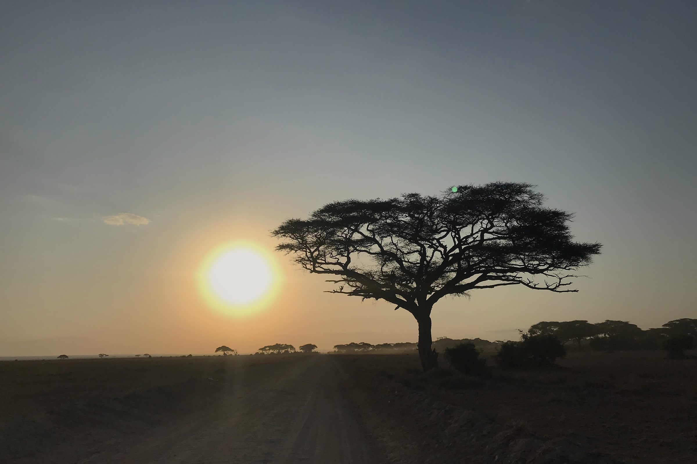 Sonnenaufgang hinter einer Akazie in der Savanne