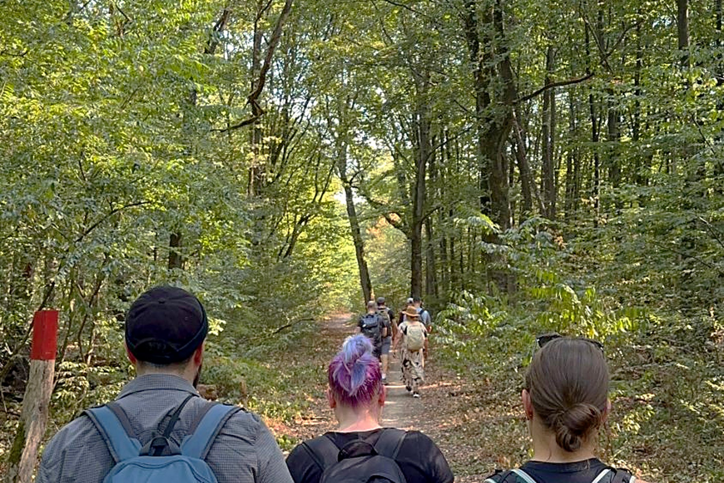 Eine Gruppe mit Rucksäcken wandert auf einem sonnigen Waldweg