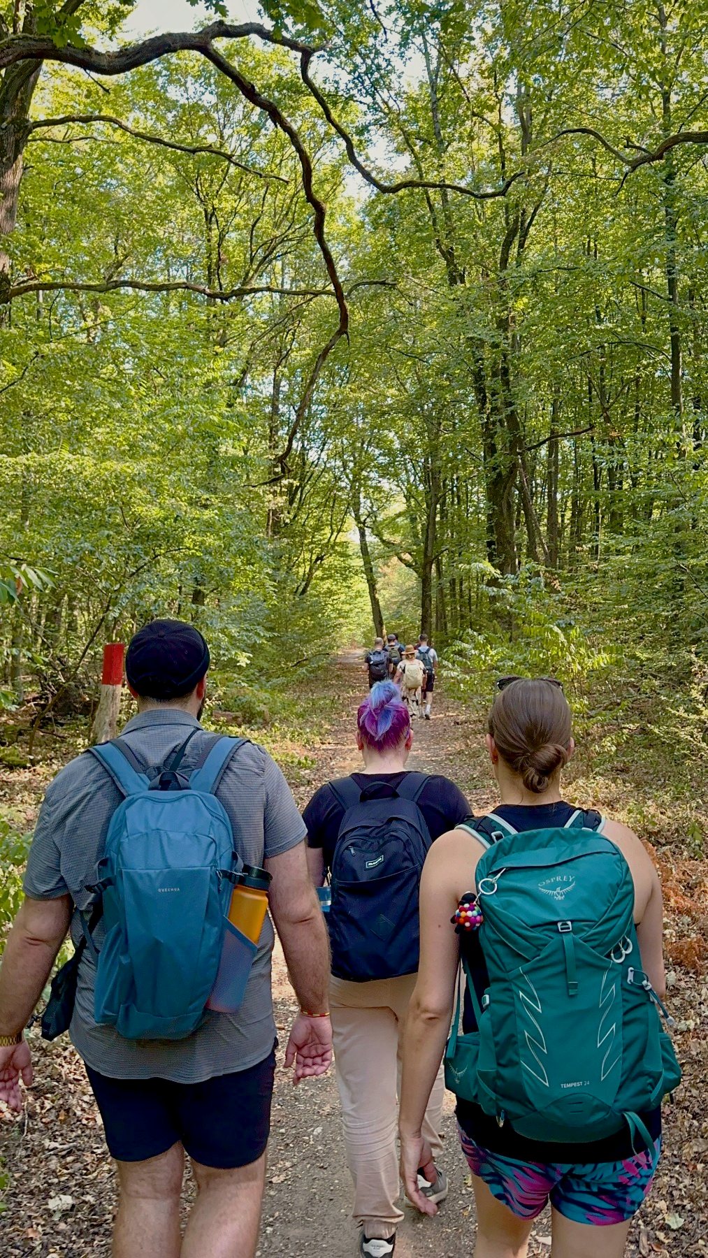 Eine Gruppe mit Rucksäcken wandert auf einem Waldweg unter grünem Blätterdach